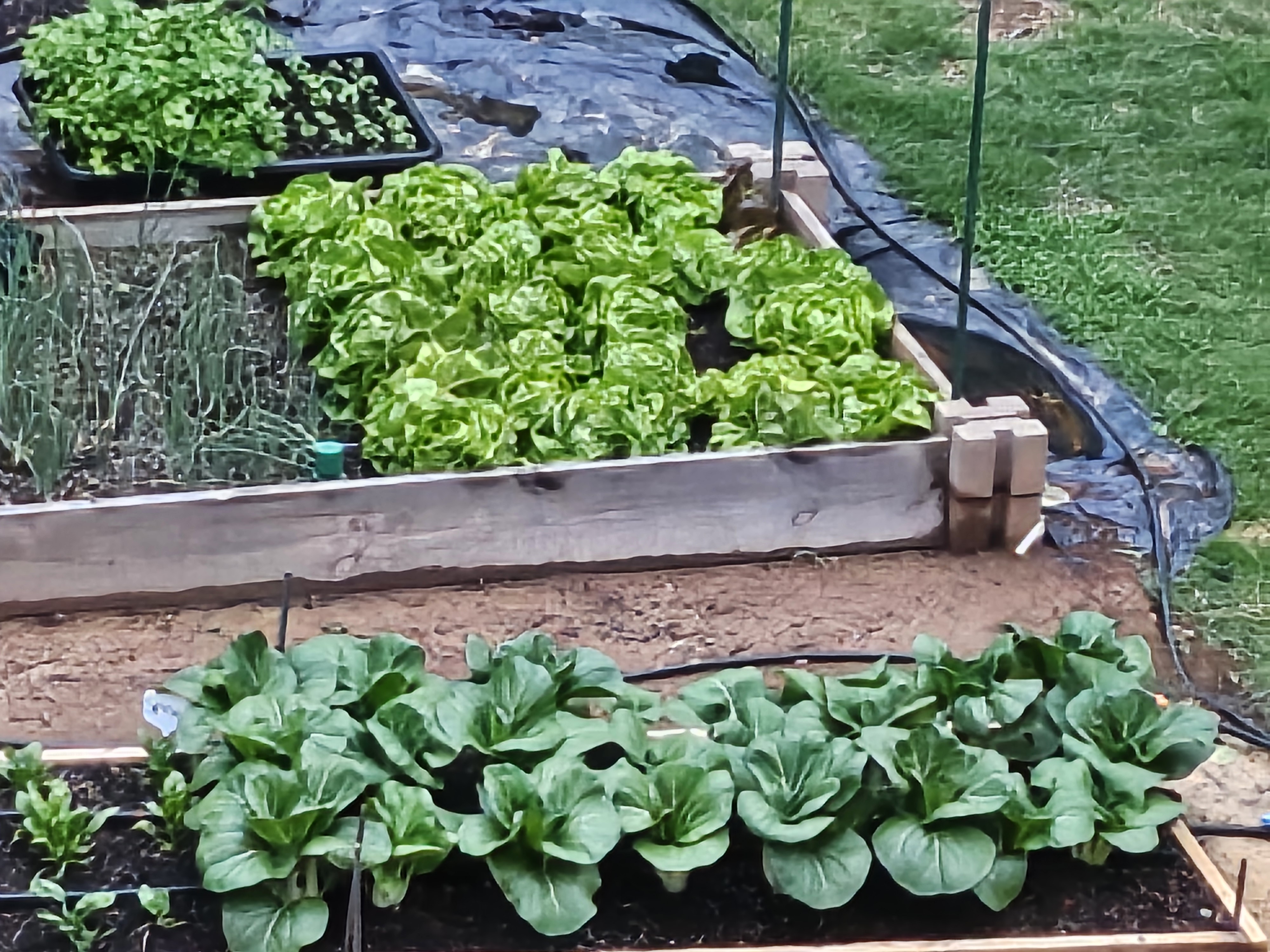 Fresh seasonal vegetables from No Till Farm